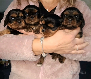 Cavalier king con Pedigree Enci e certificazioni