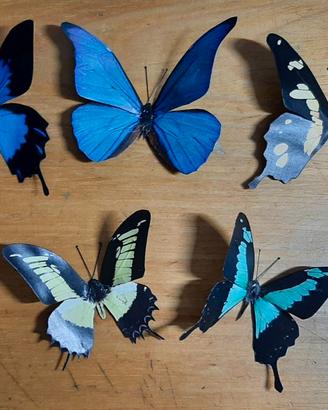 5 Farfalle da collezione