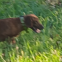 Cane maremmano per caccia al cinghiale
