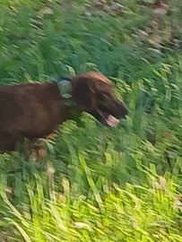Cane maremmano per caccia al cinghiale