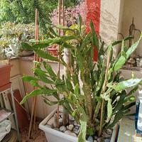 Bellissime piante da terrazza o giardino.