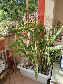 Bellissime piante da terrazza o giardino.