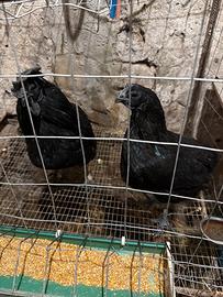 Galline