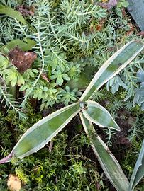 Agave variegata americana