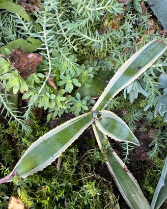 Agave variegata americana