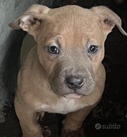 Disponibile cucciola di pitbull