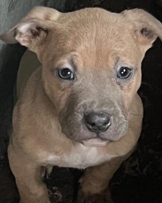 Disponibile cucciola di pitbull