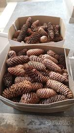 Pigne naturali per decorazioni, euro 0,10 cadauna