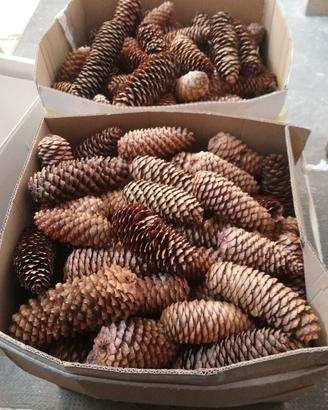 Pigne naturali per decorazioni, euro 0,10 cadauna