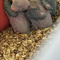 Pulli parrocchetto dal collare