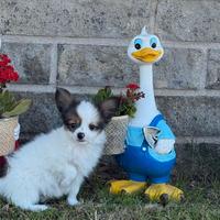 Papillon , cucciolo cane taglia piccola