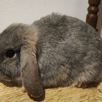 Coniglio ariete nano