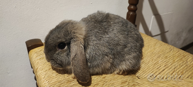 Coniglio ariete nano