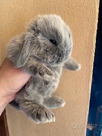 Coniglio nano minilop