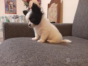 Chihuahua pelo lungo bianco e nero