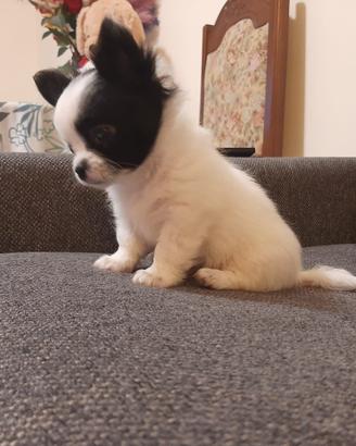 Chihuahua pelo lungo bianco e nero