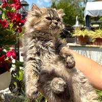 Gatti persiani Chinchilla