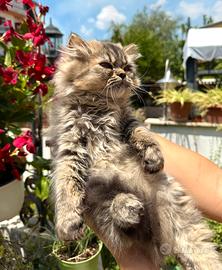 Gatti persiani Chinchilla