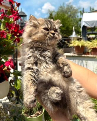 Gatti persiani Chinchilla