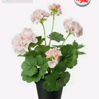 1 PIANTA di GERANIO ZONALE Pianta Vera con Radici