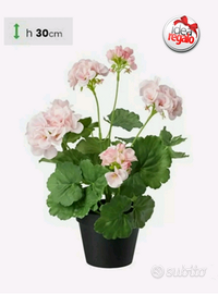 1 PIANTA di GERANIO ZONALE Pianta Vera con Radici