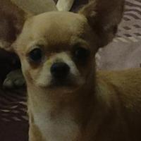 ? Chihuahua disponibile ?