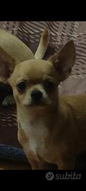? Chihuahua disponibile ?