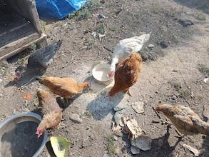 Galline e anatre mute