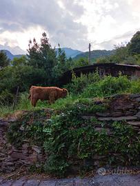 Mucca highland con vitello