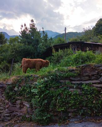 Mucca highland con vitello