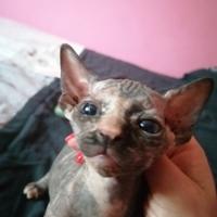 Cuccioli di Canadian Sphynx