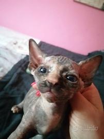 Cuccioli di Canadian Sphynx