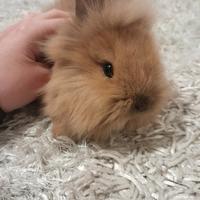 Coniglietto testa di leone