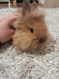 Coniglietto testa di leone