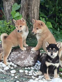 Shiba Inu pedigree Enci