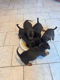 Pinscher