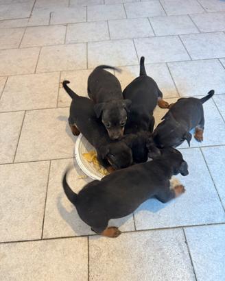 Pinscher
