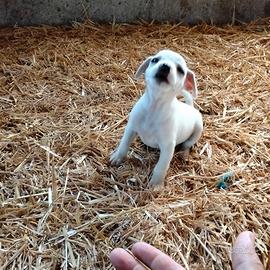 Cucciola taglia piccola