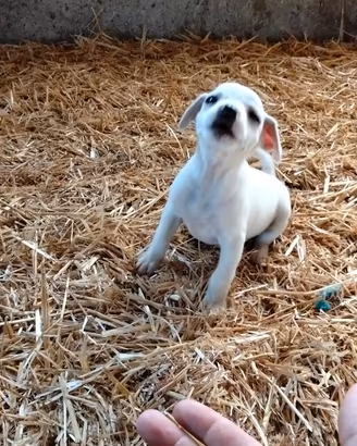 Cucciola taglia piccola