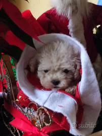 Dior barboncino teacup cucciolo