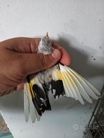 cardellino femmina 