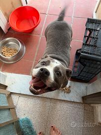 Amstaff blu nouse