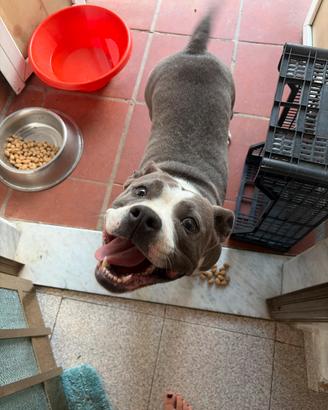 Amstaff blu nouse