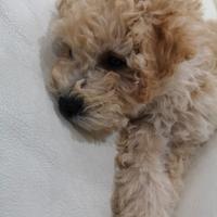 Cucciolo barboncino nano