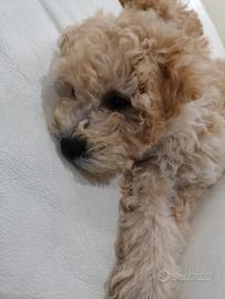 Cucciolo barboncino nano