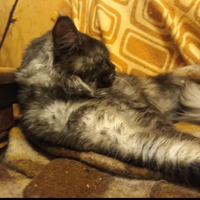 Maine Coon Black smoke Pedigree