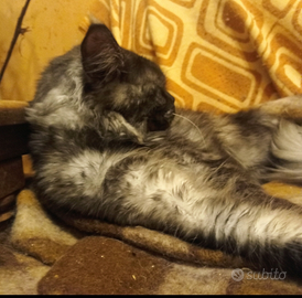 Maine Coon Black smoke Pedigree