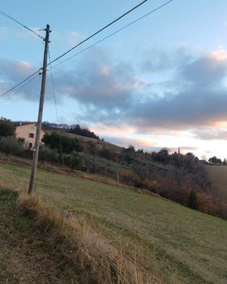 Terreno con uliveto