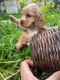 Cucciolo Cocker Spaniel fulvo dolcissimo