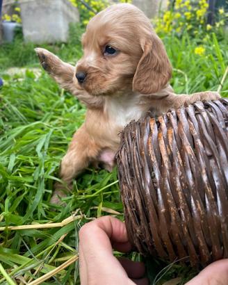 Cucciolo Cocker Spaniel fulvo dolcissimo